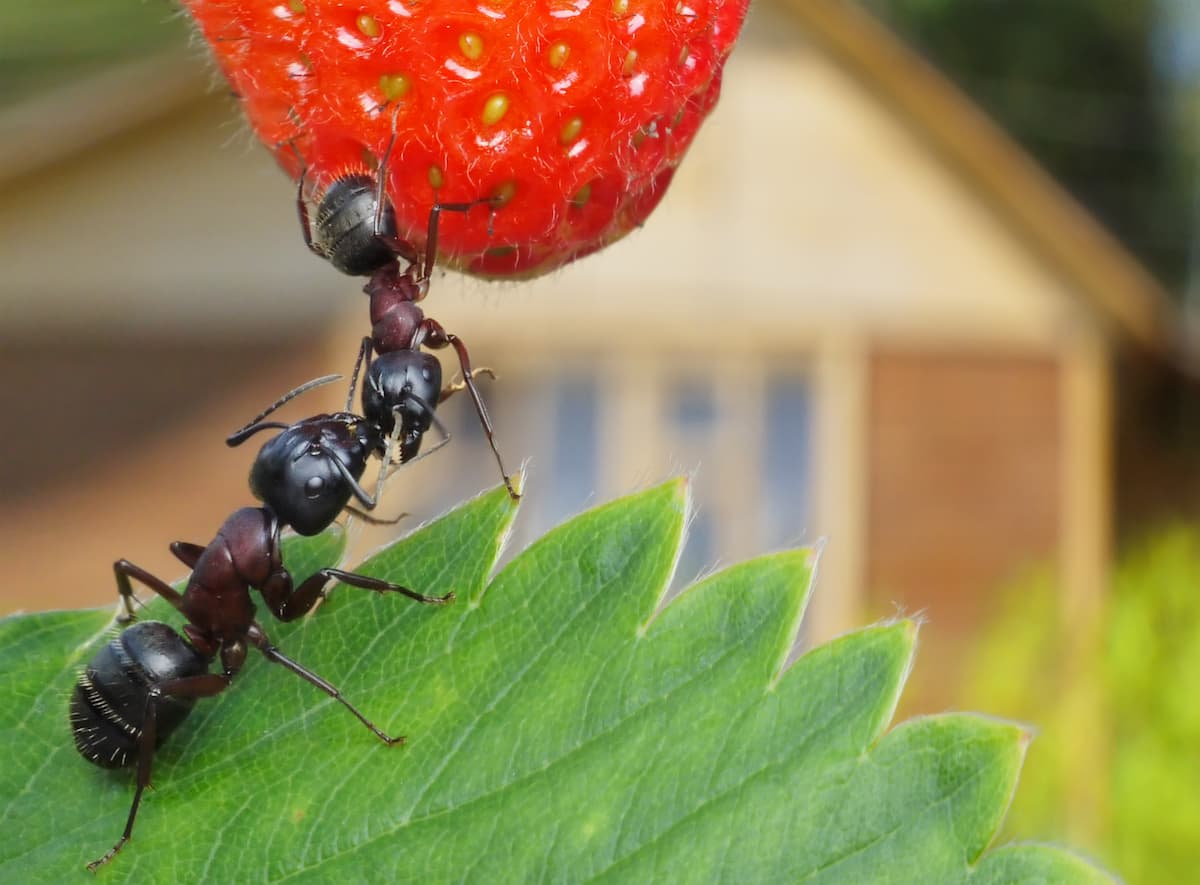 se débarrasser des fourmis dans le jardin